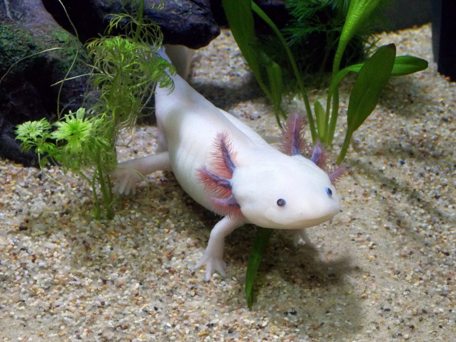 weißer Axolotl